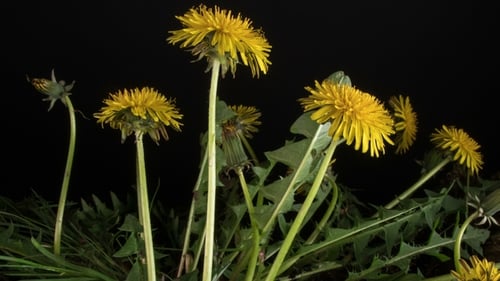 Löwenzahnblüten blühen