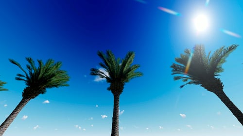 Street With Palm Trees At Sunset