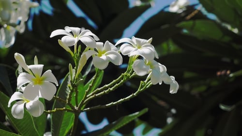 Bouquet de fleurs de plumeria blanc ou de frangipanier se balancent légèrement par la brise côtière par temps ensoleillé