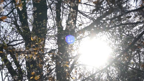Sunshine Trough Tree With Blossoms