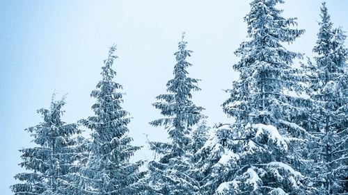 Beautiful Winter Landscape with Snow Covered Trees in the Mountains