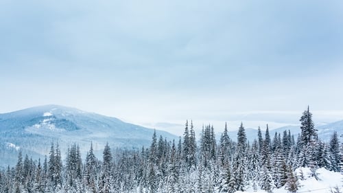 Snowy Mountains and Pine Trees in Winter