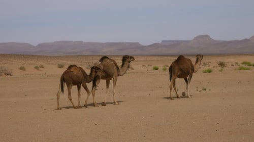 Gruppe von Kamelen spaziert in der Sahara