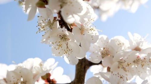Blooming Tree Branches Against a Blue Sky