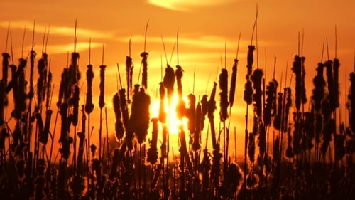 Plants on Sunset