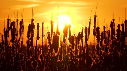 Cattails Silhouetted Against Golden Sunset Sky