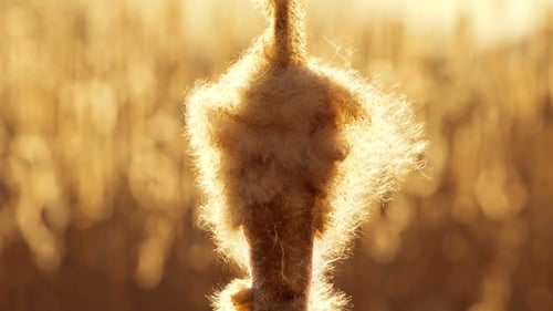 Cattail Glowing in the Sunset Light