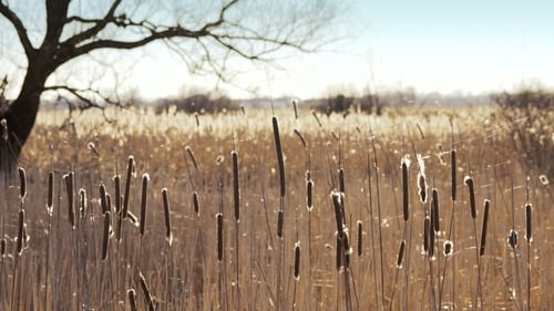 Golden Light on Rural Reeds and Cattails
