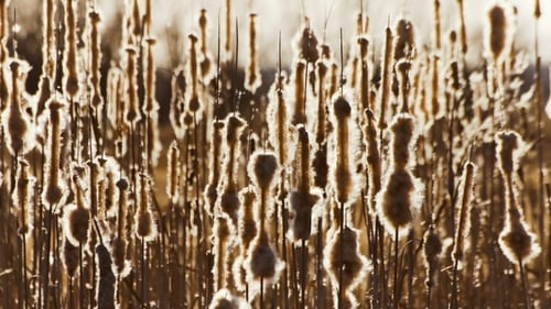 Field of Cattails Lit by Bright Sunlight
