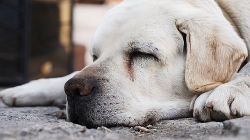 Muzzle of an Adult Labrador Dog Sleeping on the Floor