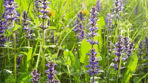 Beautiful Flowers in Summer Field