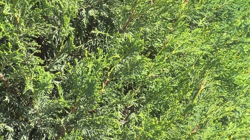 Floral Background, Arborvitae Branch with Fresh Green Needle