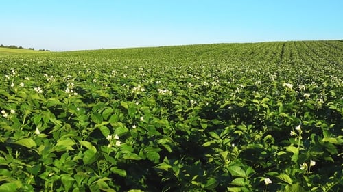 Blooming Potato Field, Plants Sway in a Wind