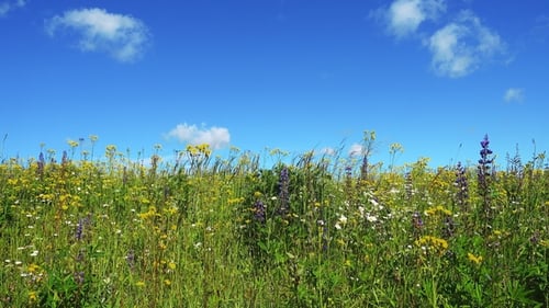 Beautiful Blooming Summer Field