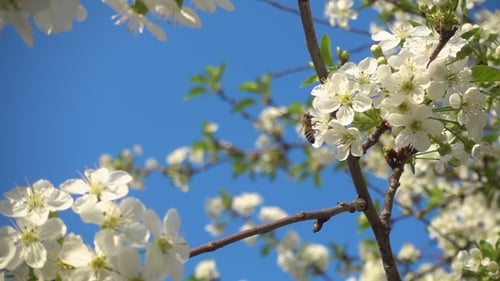 Abeille volant près des fleurs de cerisier en fleurs blanches
