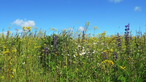 Beautiful Blooming Summer Field