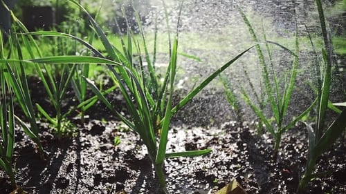 Garden Bed with Greens Watered in the Sunset Light, Growing Garlic at the Country Side, Summer
