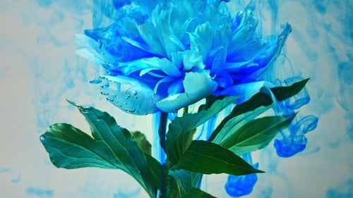 Blue Flower with Ink Spreading