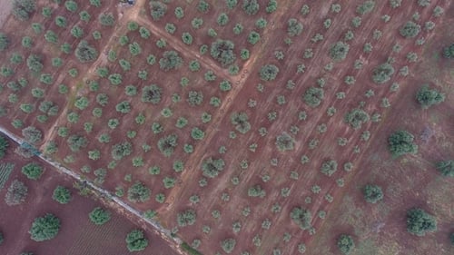 Blick auf alte Olivenbäume, Olivenplantage in Süditalien