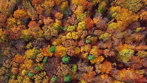 Flug über den Herbstwald