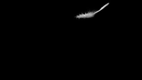 White Feather Falling Against Black Background