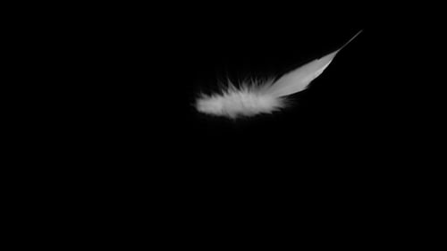 Single White Feather Falling Down on Black Background