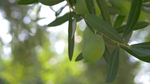 Tree Branch with Green Olives in Mediterranean Garden