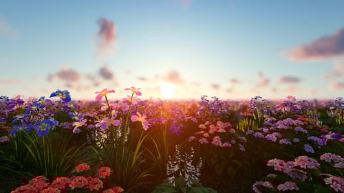 Beautiful Sunset Over Field of Colorful Flowers