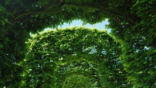 Go Through the Arches with Green Leaves. Decorative Alley in the Park