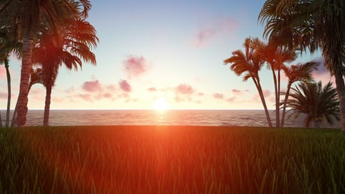 Les palmiers au coucher