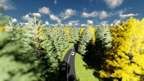 Estrada entre a Floresta