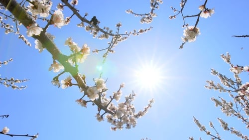 Frühling blüht. Aprikosenblüten leuchten durch warme Sonnenstrahlen.