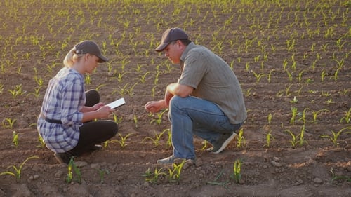 Two Farmers - a Man and a Woman Are Exploring the Shoots of Young Corn on the Field. Communicate