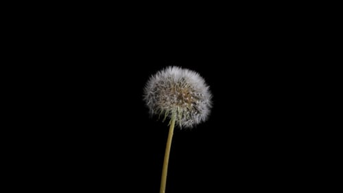 Blüten des Löwenzahns öffnen
