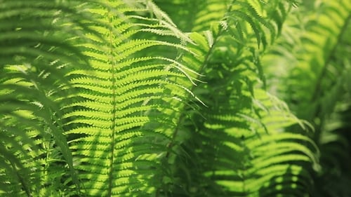 Perfect Natural Fern Pattern. Beautiful Background Made with Young Green Fern Leaves.