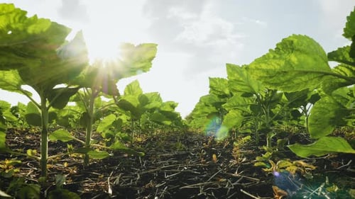Agriculture Gardening or Ecology Concept
