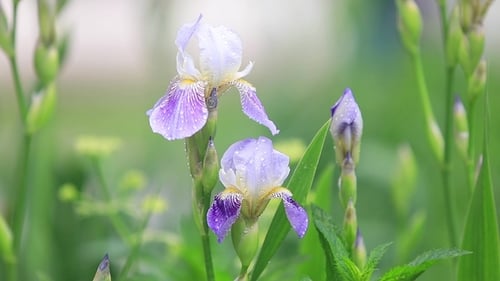 Irises Blooming on a Green Background. Spring Bouquet of Flowers