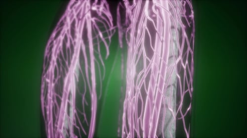 Human Body with Glow Blood Vessels