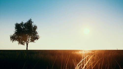 Animated Day and Night Cycle with Tree and Starry Sky