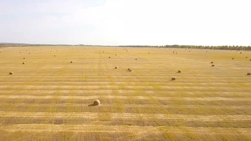 Harvest Field