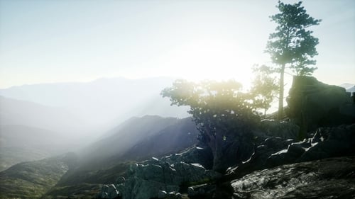 Sun Beams Through Trees