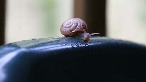 The Snail Is Crawling on the Plastic Chair