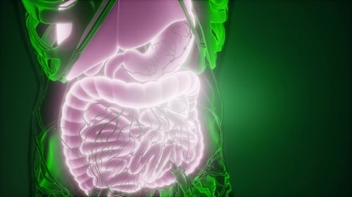Human Digestive System Anatomy with Glowing Organs 3D Animation