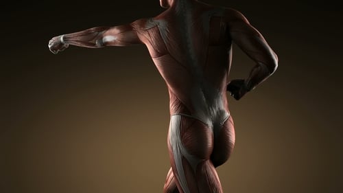 Detailed 3D Human Muscular System Rotating for Anatomy and Fitness