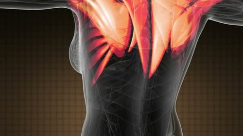 Human Muscle Anatomy