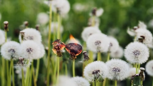 Two Dandelion Burning in