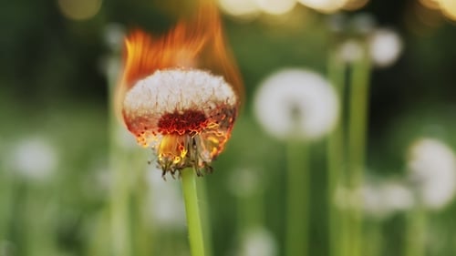 Dandelion Burns During a Fire.
