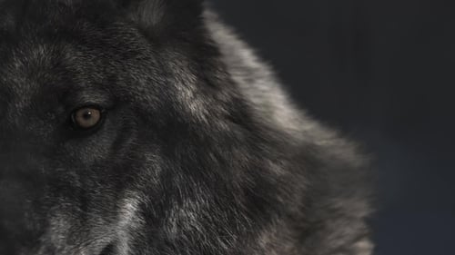 Eyes of Black Wolf in Black Cave with Shadows From the Branches of Tree at His Muzzle