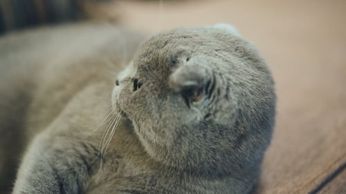 Relaxed Grey Scottish Fold Cat on Brown Couch
