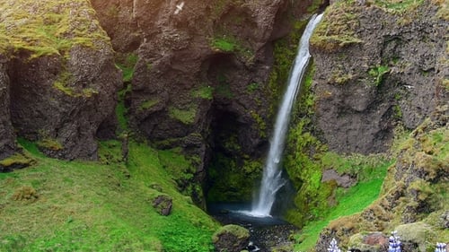 Les paysages pittoresques des forêts et des montagnes d'Islande. Lupin bleu sauvage qui fleurit en été